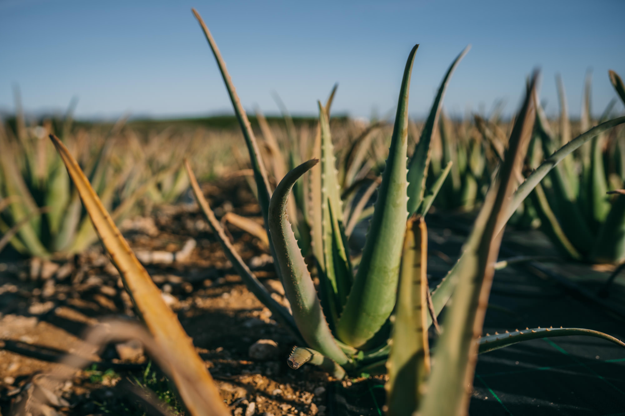 Cultivos de aloe vera Nankurunaisa